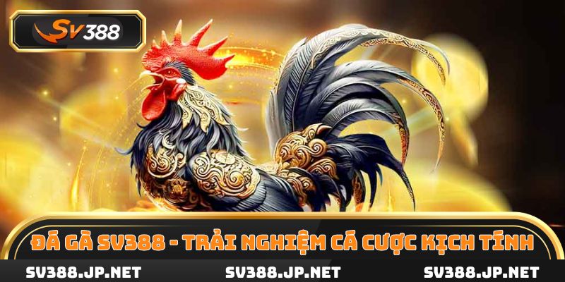 Đá gà SV388 mang đến trải nghiệm cá cược kịch tính